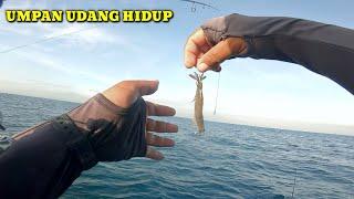 Mancing Di Laut Umpan Udang Hidup itu Paling Favorit