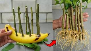 Banana Power for Propagate Lemon Tree from Cuttings