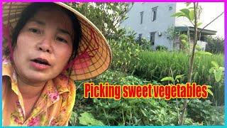 Vlog Daily  Picking vegetables to cook rice