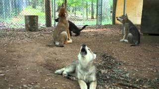 See and Hear Four Gray Wolf Puppies Howling