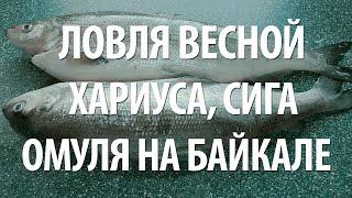 РЫБАЛКА на БАЙКАЛЕ ВЕСНОЙ в БУРЯТИИ на ЧИВЫРКУЙСКОМ ЗАЛИВЕ