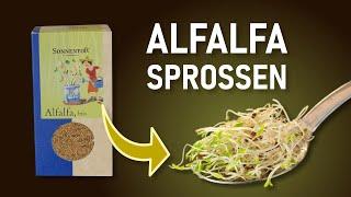 Alfalfasprossen ziehen – Anleitung Alfalfasprossen im Keimglas selbst ziehen