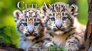 Cute Baby Animals 4K - Amazing World Of Young Animals  Scenic Relaxation Film