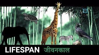 Lifespan of Animals and Birds in Hindi पशु पक्षियों का जीवनकाल  Vision Times