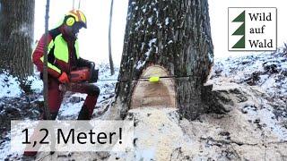 GIGANT Hybrid - Pappel mit Husqvarna und Fendt ist zu schwach??? #wildaufwald