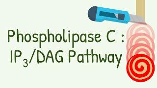 Phospholipase C - IP3 DAG Pathway  Gq protein pathway