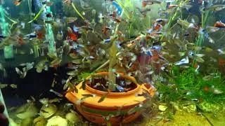 How To Make FishTank Full Of Guppies