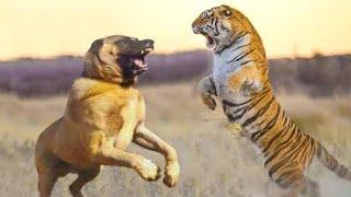 KANGAL DOGS CHALLENGE THE TIGER