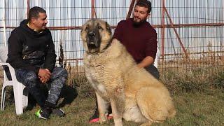 EXTRAORDINARY SHEPHERDING DOGS OF MUŞ VARTO  THEIR SPECIES ARE IN DANGER OF EXTINCTION