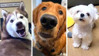 Funniest DOGS & Cutest PUPPIES  Ultimate Compilation 