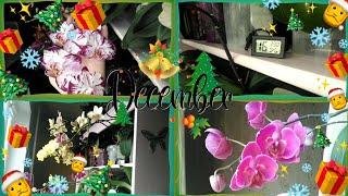 Предновогодний обзор цветения орхидей