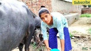 Beautiful girl making bath for buffalo   Bathing girl  Animals kingdom by # Bavana Gowda #