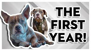 7 Things I Learned About My American Bully Puppy  1st Year