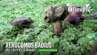 Conoscere i Funghi Xerocomus badius  COMMESTIBILE 