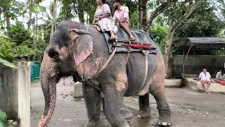 Elephant  Kumily  Kerala  India Video 102 #shailpoints #travel #funvacation #elephant #vacation
