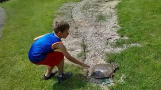 fast turtle Surprise - Huge  we ran into at the golf course