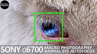 Sonys a6700 goes BEASTMODE Animal Eye Macro Photography