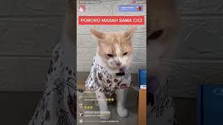 Pororo Ngambek  #kucinglucu #kucingpororo#shortvideo #shorts #short