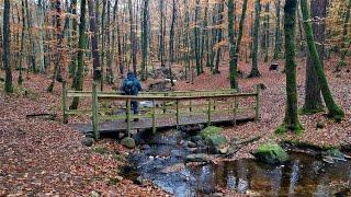 Höst i bokskogen. Naturreservat Guddehjälm  Kungälvs kommun