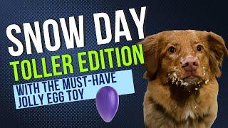 Nova Scotia Duck Tolling Retriever Puppy Playing in the Snow - Toller Must-Have Toys