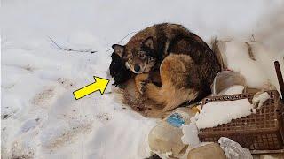 Gave birth on frigid snow the mama dog fighting to warm her puppies desperate waiting for help