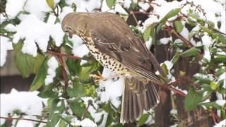 Songthrush - Summer Song and Winter Hardships