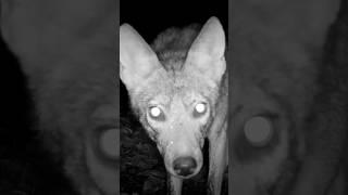Curious Coyote #wildlife #trailcam #nature #animalshorts