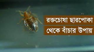 রক্তচোষা ছারপোকা থেকে বাঁচার উপায় ।। Daily Notun Somoy ।।