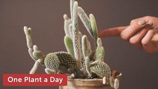 Opuntia microdasys Bunny Ear Cactus Houseplant Care — 8 of 365