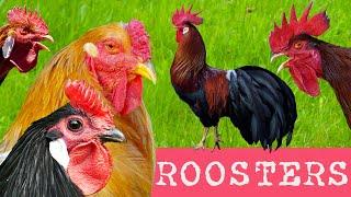 DIVERSITY OF CHICKENS  65 different breeds of chickens - Comparison with crowing roosters examples