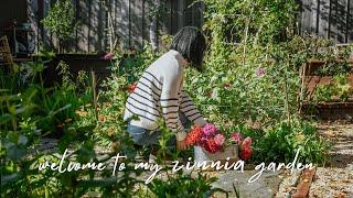 Welcome to my Zinnia Garden｜Cut Flower Backyard Garden｜Garden Making ep6