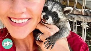 Wild Raccoon Acts Like A Puppy And Plays With Children  Cuddle Buddies