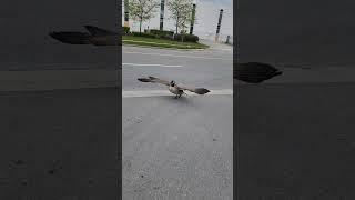 Canadian Goose Attacks to Protect The Nest #canadiangoose #shorts