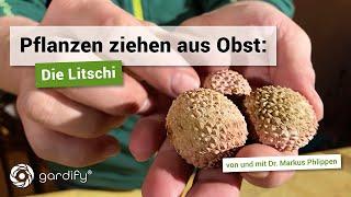 Pflanzen ziehen aus Obst Die Litschi  gardify Tipps