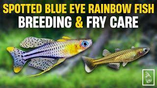 Breeding Spotted Blue Eye Rainbowfish - Surprisingly Easy  Serendib Aquatics