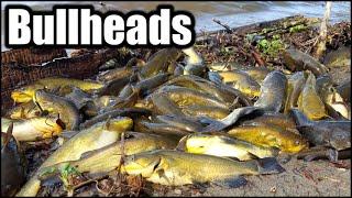 How to Catch BULLHEADS by the BUCKET LOAD Spring Fishing