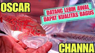 DATANG LEBIH AWAL DAPAT IKAN KUALITAS BAGUS  UPDATE HARGA IKAN OSCAR DI JATINEGARA TERBARU