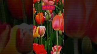 Песня Весна любви весна цветенья #песня #весна #клип #красота #цветы #невеста #природа #музыка