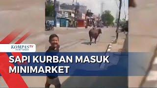 Seekor Sapi Kurban Lepas & Kabur Masuk Tempat Bimbel & Minimarket