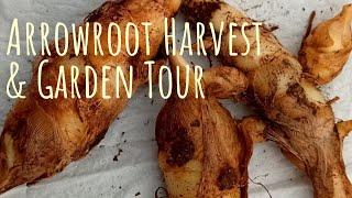 Harvesting West Indian Arrowroot & Garden Tour July 2022