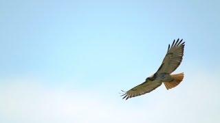 Red-tailed Hawk Close Flight 4232017 HD