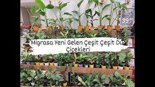 Migrosa Yeni Gelen Çok Uygun Fiyatlı Dua Çiçekleri 39.90 TL