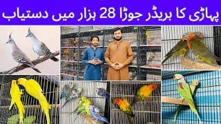 Multan Birds market rashadabad unique birds latest update all Fancy and Imported Bird available here