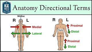 Anatomical Position and Directional Terms Anatomy MADE EASY