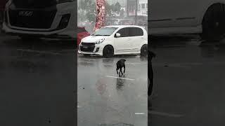 Asuw ireng #anjing #shortvideo #vidioshort #shorts