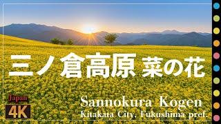 三ノ倉高原菜の花畑 ～スキー場のゲレンデを埋め尽くす菜の花 Sannokura Kogen  Kitakata City  Fukushima pref.