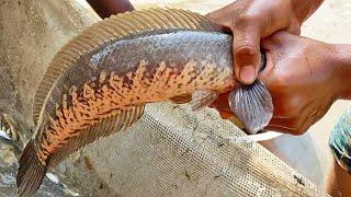 Big Shol Fish catching by hand from Mud Water in the Pond