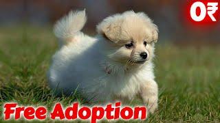 Free Dog Adoption 2024 *Pomeranian* Pomeranian for free adoption 2 beautiful puppies  MF