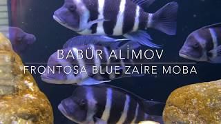 TAM 35 ADET Frontoza Blue Zaire Moba kusturma videosu.