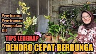 Anggrek Dendrobium Cepat dan Rajin Berbunga dengan Cara Ini.